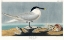 Picture of SANDWICH TERN