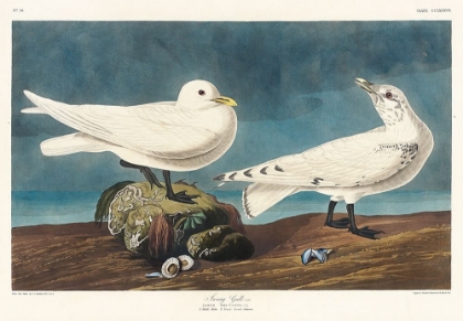 Picture of IVORY GULL