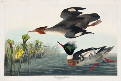 Picture of RED-BREASTED MERGANSER