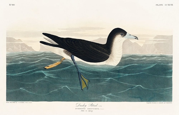 Picture of DUSKY PETREL