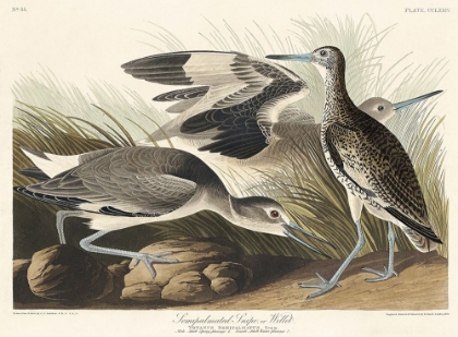 Picture of SEMIPALMATED SNIPE OR WILLET