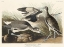 Picture of SEMIPALMATED SNIPE OR WILLET