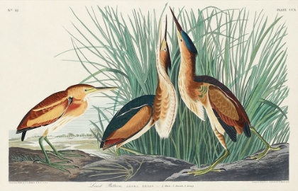 Picture of LEAST BITTERN