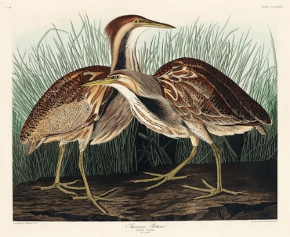 Picture of AMERICAN BITTERN