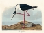Picture of LONG-LEGGED AVOCET