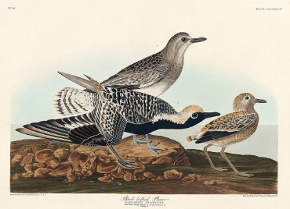 Picture of BLACK-BELLIED PLOVER