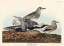 Picture of BLACK-BELLIED PLOVER