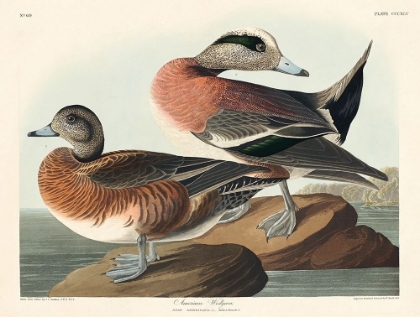 Picture of AMERICAN WIDGEON