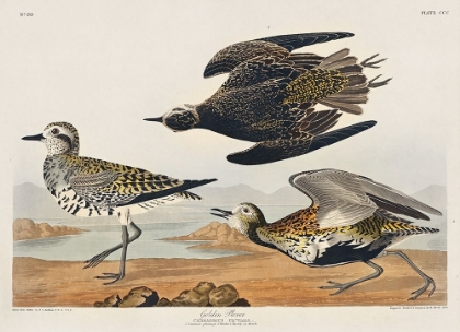 Picture of GOLDEN PLOVER