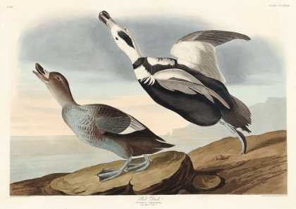 Picture of PIED DUCK