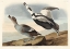 Picture of PIED DUCK