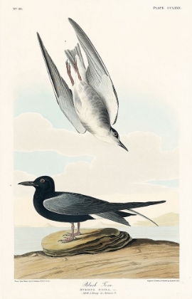 Picture of BLACK TERN