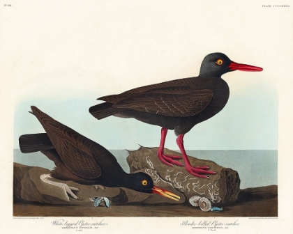 Picture of WHITE-LEGGED OYSTER-CATCHER, OR SLENDER-BILLED OYSTER-CATCHER