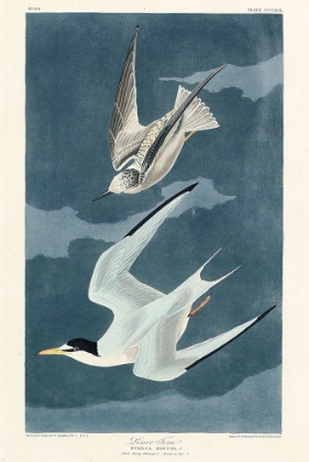Picture of LESSER TERN