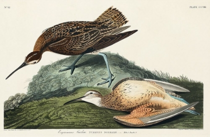 Picture of ESQUIMAUX CURLEW