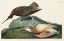 Picture of ESQUIMAUX CURLEW