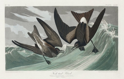 Picture of FORK-TAILED PETREL