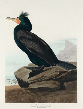 Picture of DOUBLE-CRESTED CORMORANT
