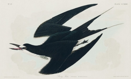Picture of SOOTY TERN