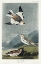 Picture of SNOW BUNTING