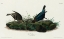 Picture of COW-PEN BIRD