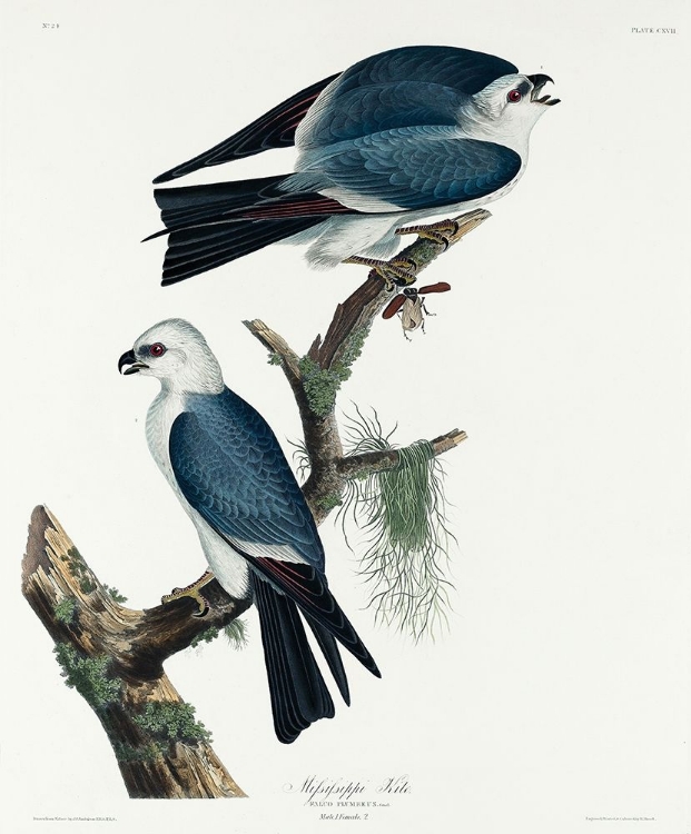 Picture of MISSISSIPPI KITE