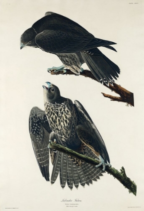 Picture of LABRADOR FALCON