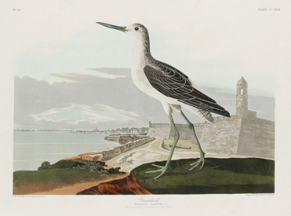 Picture of GREENSHANK