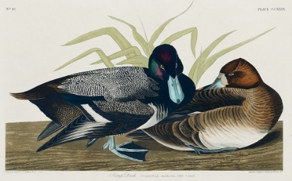 Picture of SCAUP DUCK