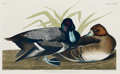 Picture of SCAUP DUCK