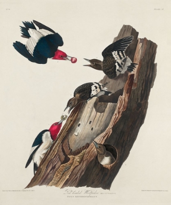 Picture of RED-HEADED WOODPECKER