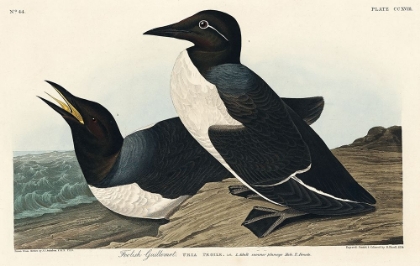 Picture of FOOLISH GUILLEMOT