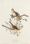 Picture of SONG SPARROW