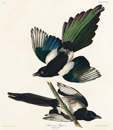 Picture of AMERICAN MAGPIE