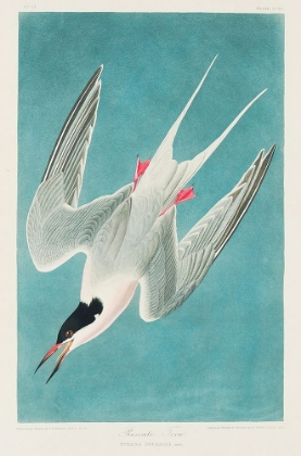 Picture of ROSEATE TERN