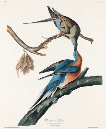 Picture of PASSENGER PIGEON