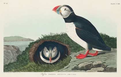 Picture of PUFFIN