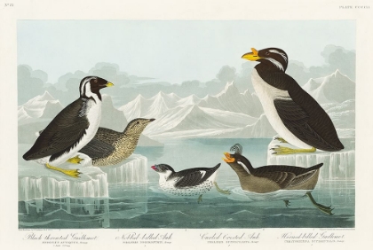 Picture of BLACK-THROATED GUILLEMOT, NOBBED-BILLED AUK, CURLED-CRESTED AUK AND HORNED-BILLED GUILLEMOT