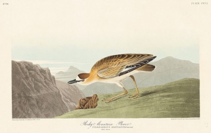 Picture of ROCKY MOUNTAIN PLOVER