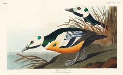 Picture of WESTERN DUCK