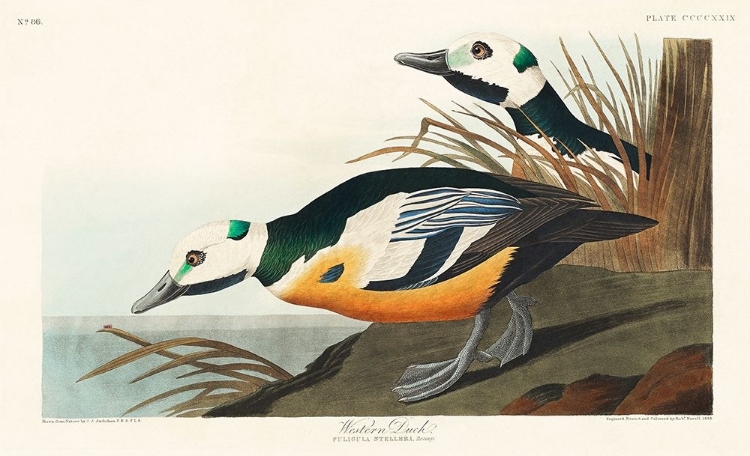 Picture of WESTERN DUCK