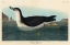 Picture of MANKS SHEARWATER