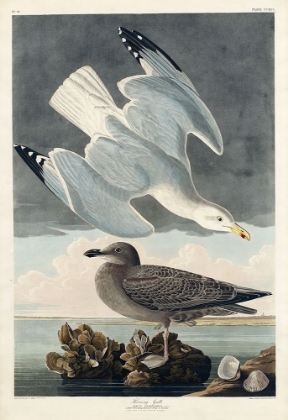 Picture of HERRING GULL