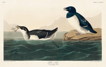 Picture of LITTLE AUK