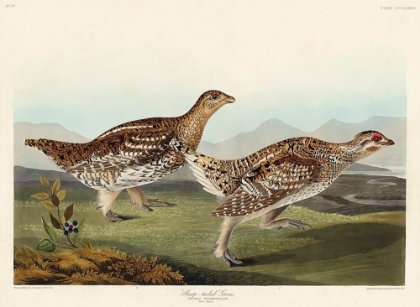 Picture of SHARP-TAILED GROUSE