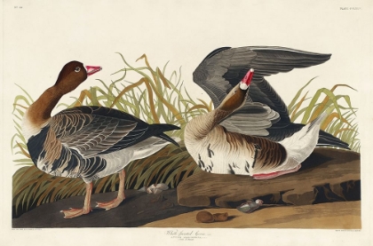 Picture of WHITE-FRONTED GOOSE