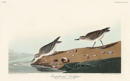 Picture of SEMIPALMATED SANDPIPER