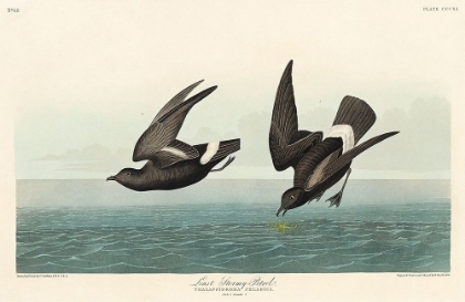 Picture of LEAST STORMY-PETREL