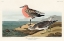Picture of RED-BREASTED SANDPIPER