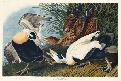 Picture of EIDER DUCK